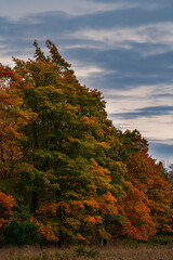 661-02 Autumn Maple Brilliance
