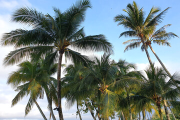 Fototapeta na wymiar Palm trees against sunny blue sky, tropical holiday concept background