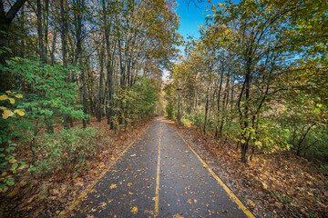 Obraz premium road in autumn forest