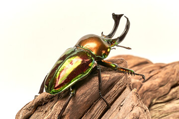 Phalacrognathus muelleri