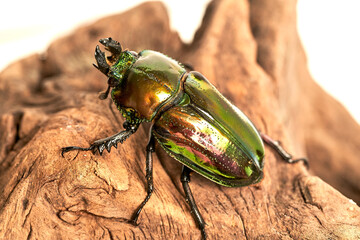 Phalacrognathus muelleri