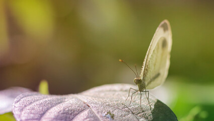 butterfly on a flower