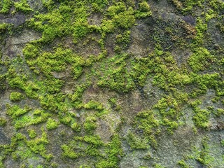Old gray stone wall with green moss texture background