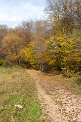 Morning in the autumn forest, trees without foliage, against the background of a yellow carpet of autumn leaf fall, close-up.