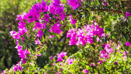 Pink Begonville flowers in sunny day. Mediterranean plants in the garden. Floral background. High quality photo