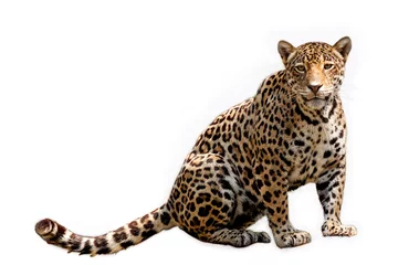Foto op Plexiglas jaguar anima,  jaguar  isolated on white backgrond. © apple2499
