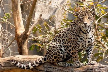 jaguar animal, Jaguar in natural setting