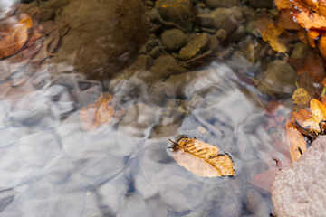 Yellow autumn leaves in the clear water of a mountain river.