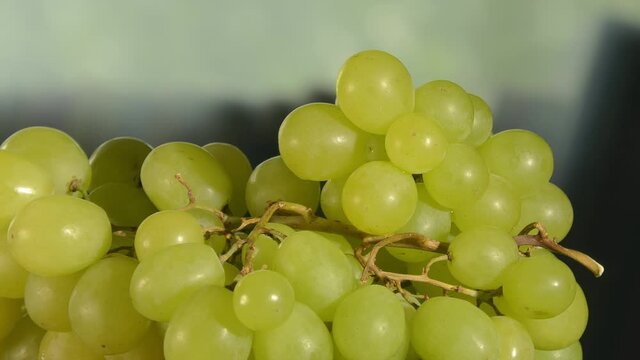 Closeup shot of a bunch of ripe grapes rotating. Green grapes. Fresh food. Good eating habits. Healthy lifestyle. Studio shot. Blurred background. Camera very slightly zooming out.