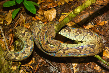 Obraz premium snake in a tree