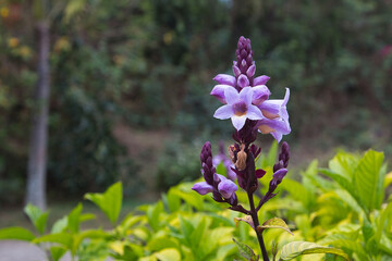 flowers in the garden