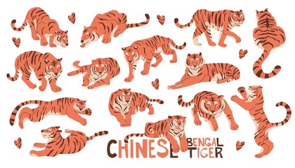 Set with 14 Chinese bengal tigers for new year decoration. Big cats in different poses. Flat style in vector illustration. Isolated elements on white background. Asian talisman, astrology, religion.