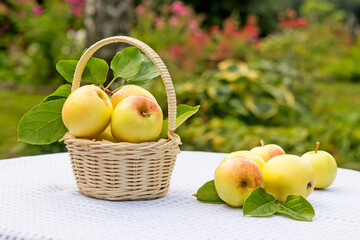 On the garden table, in a wicker basket, lie fresh, very sweet Mantet apples, freshly harvested. 