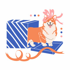 Corgi Dog in festive bow on the head walks from gift box. Celebrating Christmas and New year. Vector illustration in flat style. Isolated in white background.
