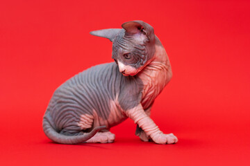 Portrait of pretty purebred male kitten of color blue and white sitting on red background, looking back. Sphynx Hairless Cat at age of seven weeks. Side view, full length. Studio shot.