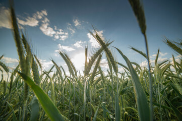 Weath cereal field in Serbia in the spring