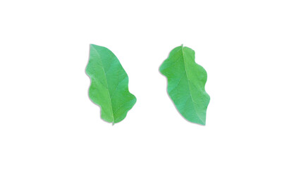 Green leaves isolated on white background for illustration or other design (With Clipping Path). (3)