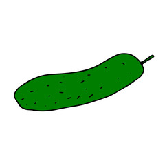 Vector outline illustration of a green fresh cucumber isolated on a white background