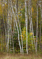 661-43 Birch, Maple & Conifer