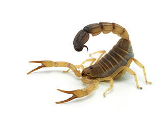 African fat tail scorpion, Androctonus australis, isolated cECP 2021