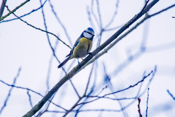 Eurasian Blue Tit photographed in Germany, in European Union, Europe. Picture made in 2016.