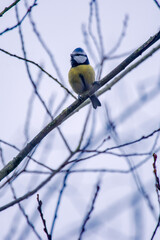 Fototapeta premium Eurasian Blue Tit photographed in Germany, in European Union, Europe. Picture made in 2016.