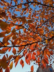 autumn leaves against blue sky