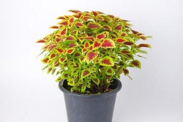 colorful leaves pattern Plectranthus scutellarioides, coleus or Miyana or Miana leaves or Coleus...