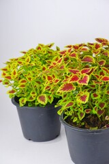 colorful leaves pattern Plectranthus scutellarioides, coleus or Miyana or Miana leaves or Coleus Scutellaricides, is a species of flowering plant in the family of Lamiaceae, isolated on white backgrou