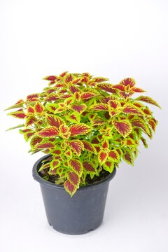 colorful leaves pattern Plectranthus scutellarioides, coleus or Miyana or Miana leaves or Coleus Scutellaricides, is a species of flowering plant in the family of Lamiaceae, isolated on white backgrou