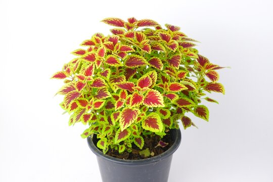 colorful leaves pattern Plectranthus scutellarioides, coleus or Miyana or Miana leaves or Coleus Scutellaricides, is a species of flowering plant in the family of Lamiaceae, isolated on white backgrou