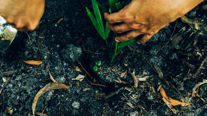 Plant in Hands. Ecology concept. Nature Background