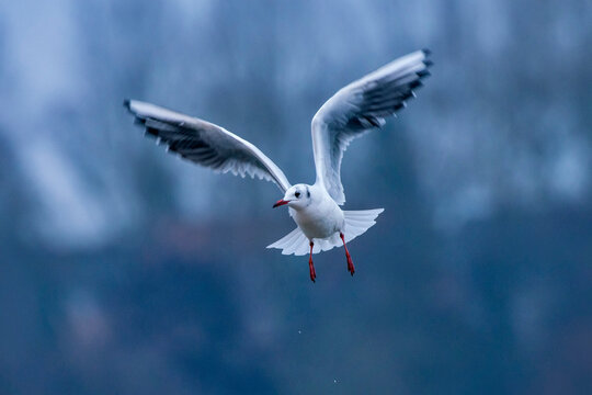 Black headed gull photographed in Germany, in European Union - Europe. Picture made in 2016.