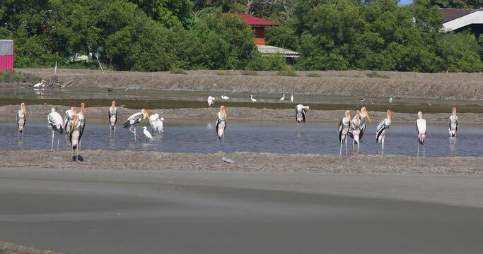 4K Wildlife Nature Reserve with White Birds and Giant Siberian Cranes Feeding on the Salt Lakes of Phetchaburi, Thailand.