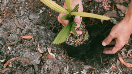 Plant in Hands. Ecology concept. Nature Background