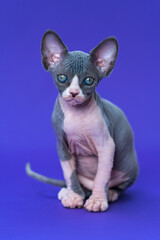 Portrait of pretty purebred female kitten of color blue and white sitting and looking at camera on blue background. Sphynx Hairless Cat at age of seven weeks. Front view, full length. Studio shot.