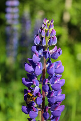 Bumblebee on purple lupine flower