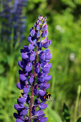 Bumblebee on purple lupine flower