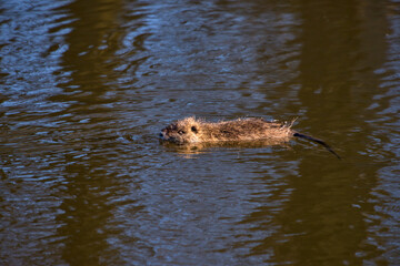 River Rat photographed in Germany, in European Union, Europe. Picture made in 2016.
