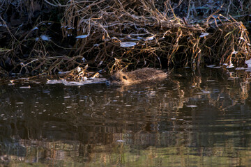 River Rat photographed in Germany, in European Union, Europe. Picture made in 2016.