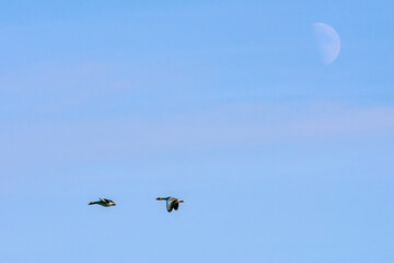 Greylag Goose photographed in Germany, in European Union, Europe. Picture made in 2016.
