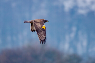 Common Buzzard photographed in Germany, in European Union, Europe. Picture made in 2016.