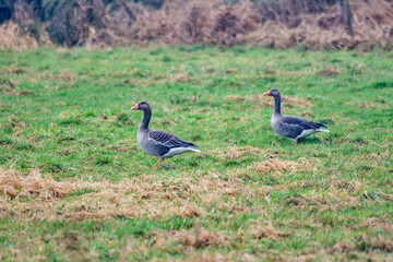 Greylag Goose photographed in Germany, in European Union, Europe. Picture made in 2016.