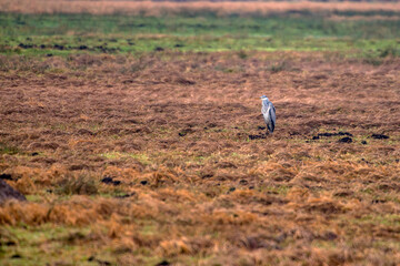 Fototapeta premium Gray Heron photographed in Germany, in European Union, Europe. Picture made in 2016.