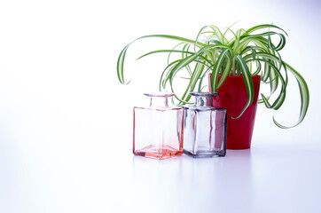 観葉植物とオブジェ