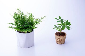 観葉植物と白背景