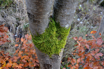 shiny bark of a rowan tree covered with loaves of green moss. Occupies bifurcation as a topic to talk about whether you shave your crotch, armpits and around the genitals