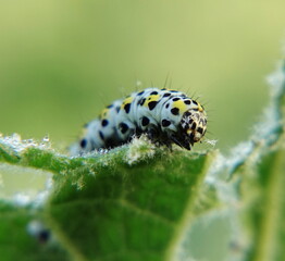 caterpillar on leaf