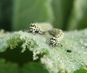 caterpikkars on a leaf