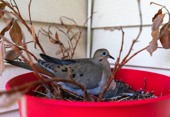 a mother dove nesting in a red plant holder
